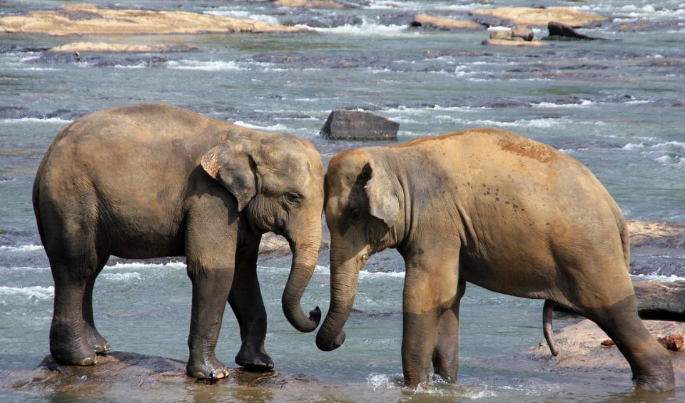 elephant-960×565